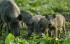 Чумави прасета в Селище и Бучино