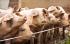 Падат ограничения за свиневъдите в област Благоевград