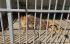 Затвориха зоопарка в Кюстендил, лицензът на благоевградския изтича