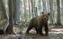 Шумът в гората пази от мечки и хищници