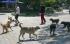 Търсят доброволци да броят кучетата в Благоевград