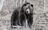 Фотокапани за мечки в Рила