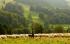 Търсят овце на селски стопанин
