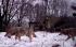 Над 750 лисици и вълци отстреляха в Пиринско