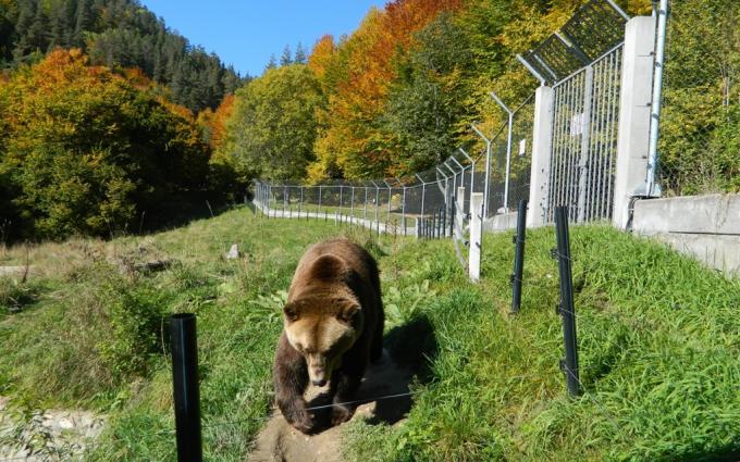 Снимка 4 лапи