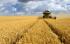 Пшеницата в Кюстендилско е съсипана