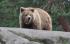 Издирват бракониери за убит мечок в Рила