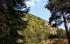 Пръскат борови гори в Западни Родопи