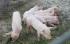 Европейската комисия е доволна за избитите ни прасета